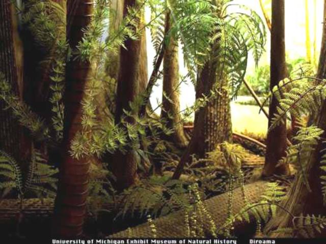 Carboniferous Period. - 345 to 280 MYA.