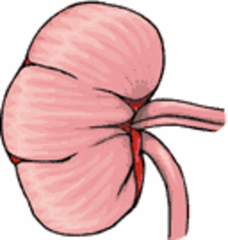 Kidneys
