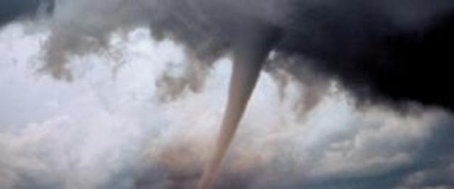 how big and fast can  they get?