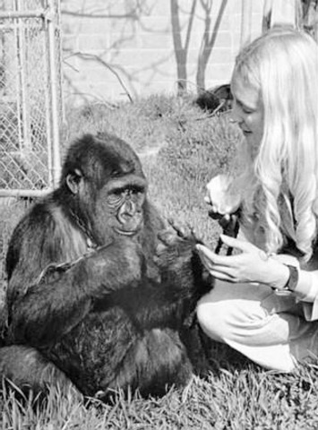 Koko the Gorilla