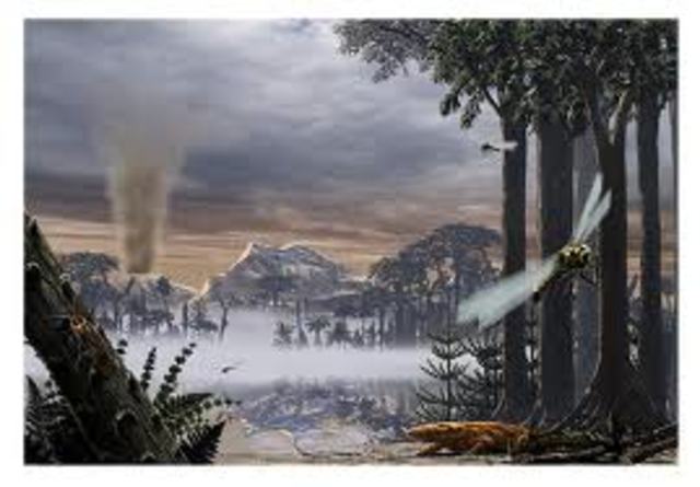Carboniferous 345-280MYA