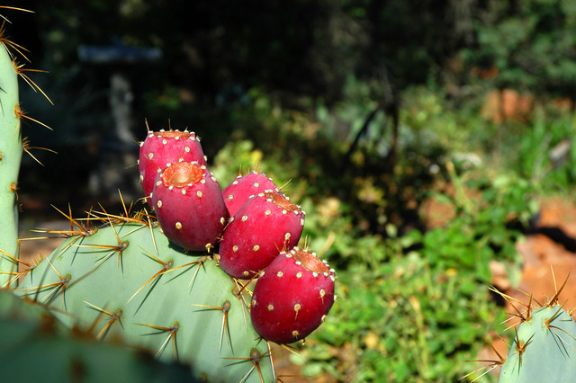 The expedition is plagued by prickly pears from the plant Opuntia