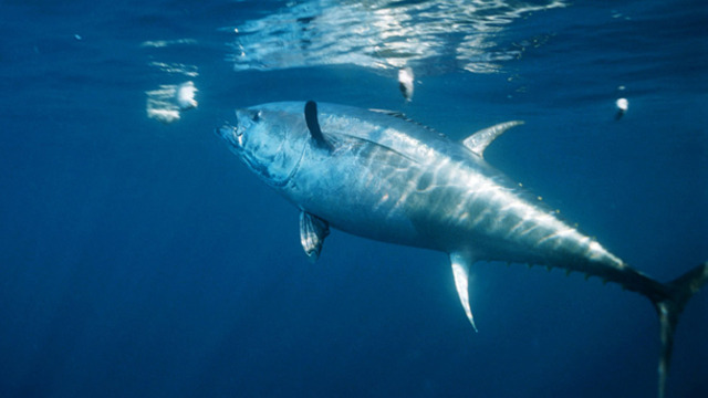 first time in the ocean