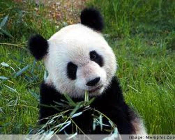 My first trip to the BrookField zoo!