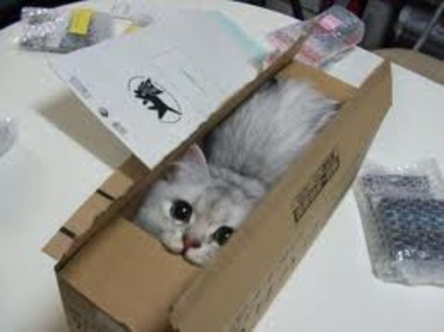 Law of Effect of the Cat in the Box