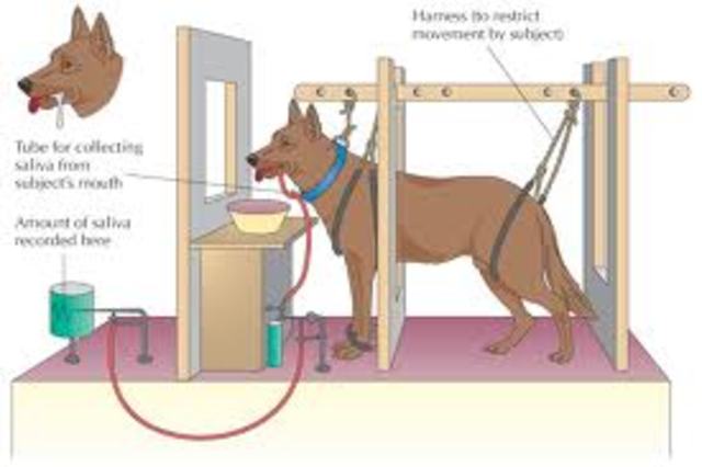 The Dogs and Saliva Experiment