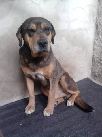 LLEGADA DE MI PERRITO BRUNO