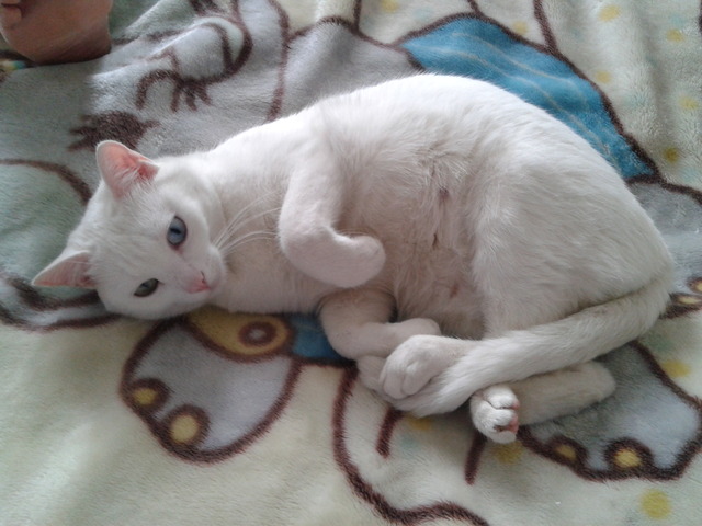 LA LLEGADA DE SABRINA MI GATA