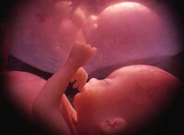 SEMANA 16 DE MI BEBE