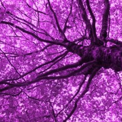 Timeline: I will plant you a lilac tree