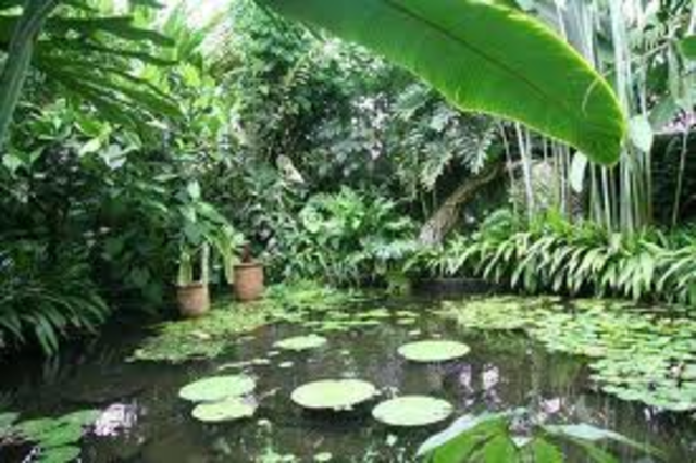 La ecologia botanica