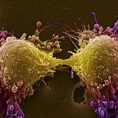 Timeline: Historical Development of the Cell Theory