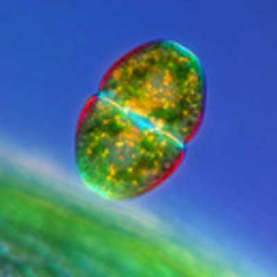 Timeline: Major Advances in Cell Theory