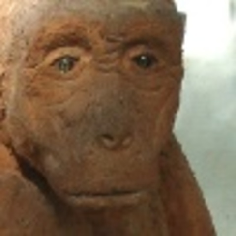 Sahelanthropus Ttchadensis