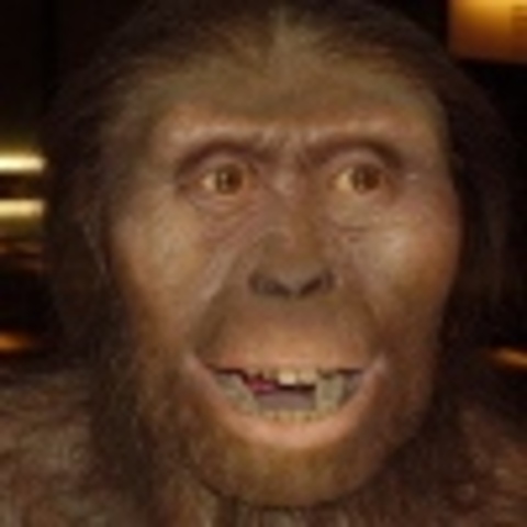 Australopithicus Afarensis