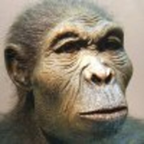 Homo Habilis