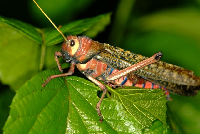 Curso-taller: Los Insectos: Modelos para la enseñanza y la investigación.