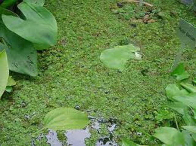 mosses and ferns begin to grow