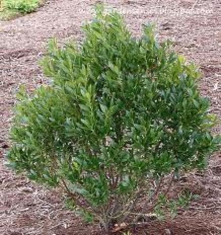 Shrubs begin to grow