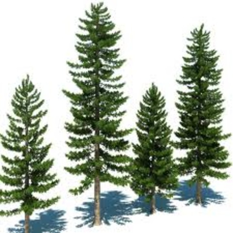A conifer forrest grows