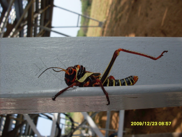 Estructura y diversidad de la vegetación e información sobre la presencia de Triatominos