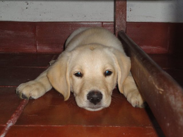 NACIMIENTO DE MI MASCOTA