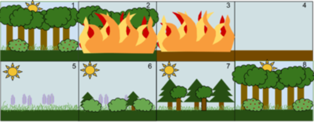 Secondary Succession