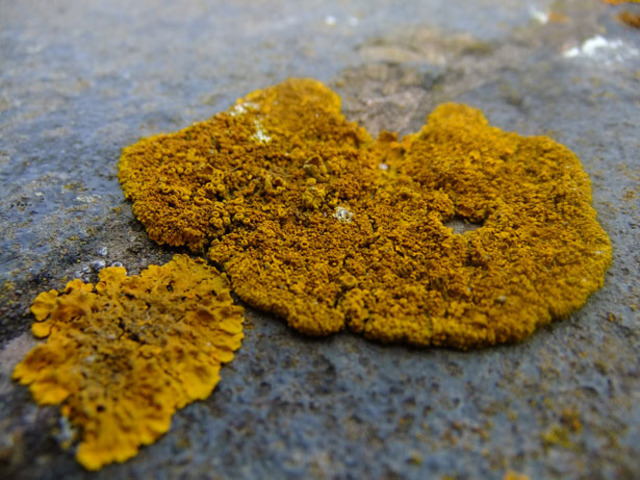 LICHENS BEGIN TO GROW