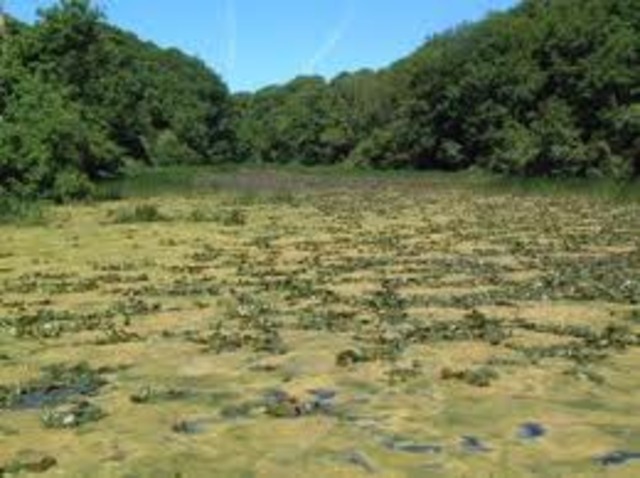 Eutrophication