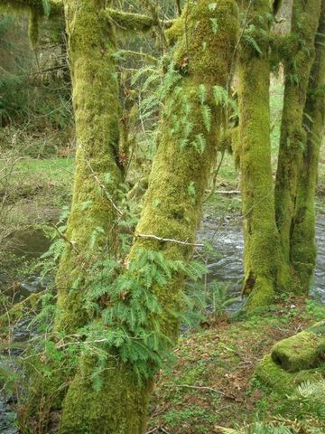 MOSSES AND FERNS BEGIN TO GROW