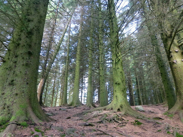 The Forest and Rangeland Renewable Resources Planning Act is passed.