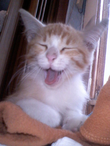 Nace mi querido gato coco