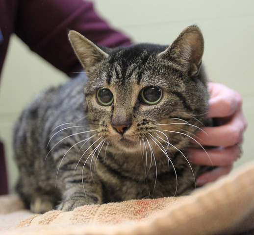 Zlata gets a kitten named Cici