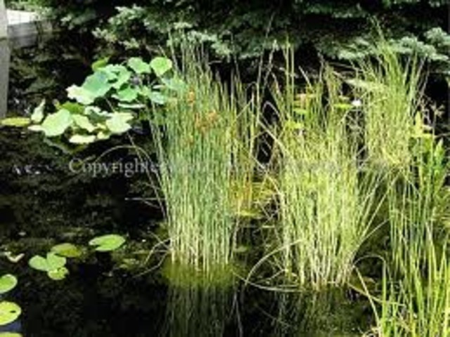 Herbs, grasses and small plants grow