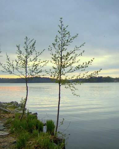 Large shrubs and small trees