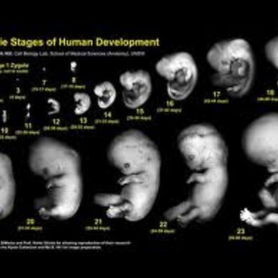 Timeline: Fetal Development Time line