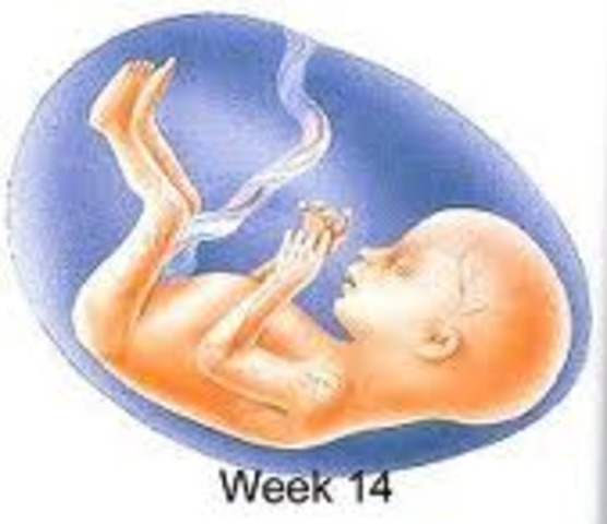 week fourteen