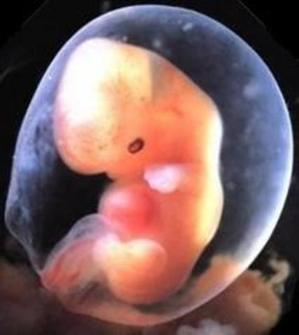 Body parts still developing Week 8