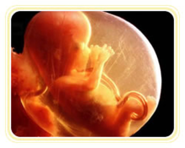fetal development week 9