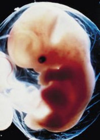 fetal development week 19