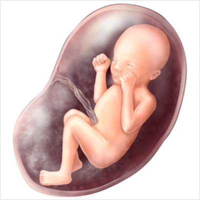 Timeline: development of a baby