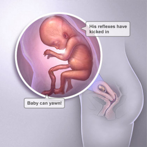 Main body parts are developed and can see facial hair week 15