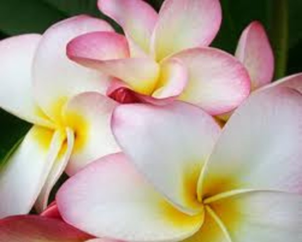 First flowering plants