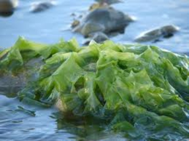 First multi-celled organisms (seaweed and algae)