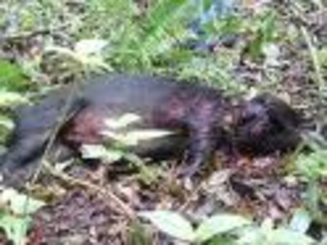 "Kill the pig. Cut her throat. Spill her blood." 4