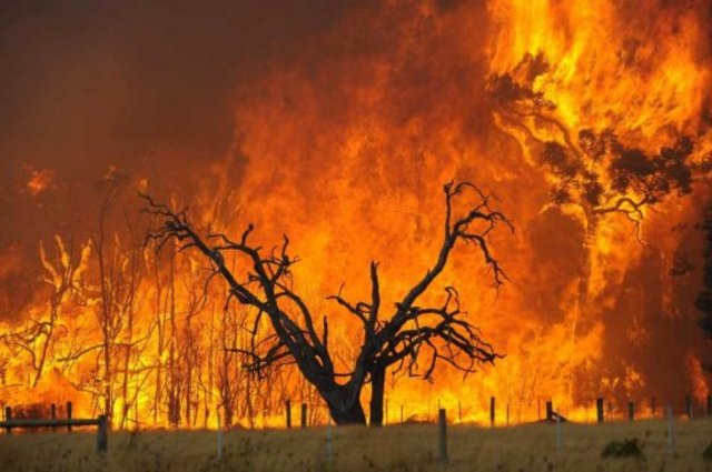 Black Friday Bushfires/World War II