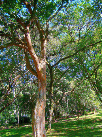 Discovery of Brazilwood