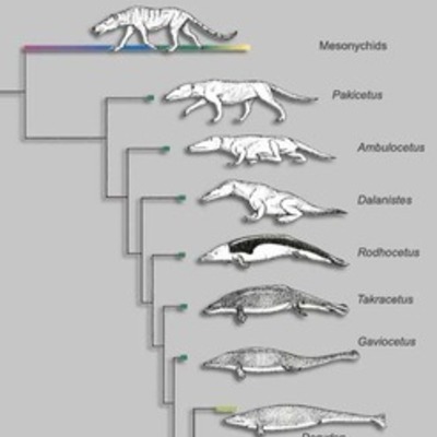 Timeline: Whale Evolution