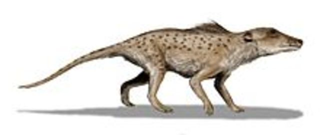 Pakicetus