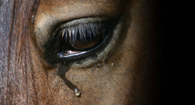 We must kill the horse